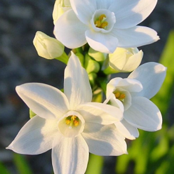 Daffodil Paper White - 3 Bulbs